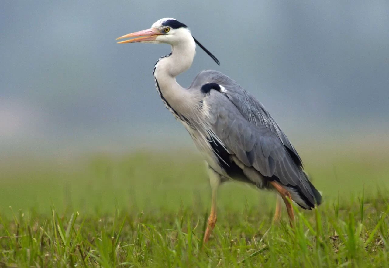 birds.items.czapla.name