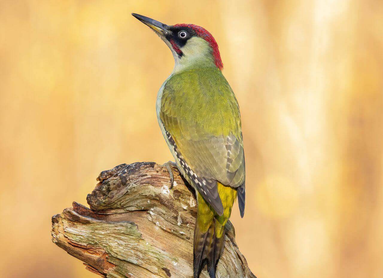 birds.items.dzieciolZielony.name