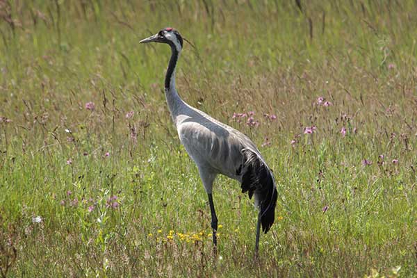 birds.items.zuraw.name